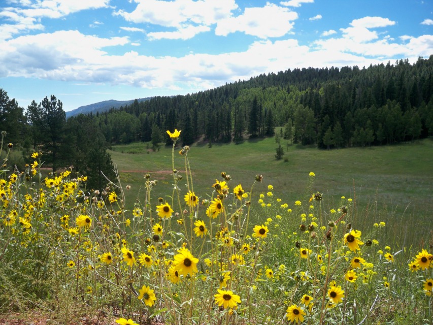 Aspen Valley Ranch - Pikes Peak Community Foundation